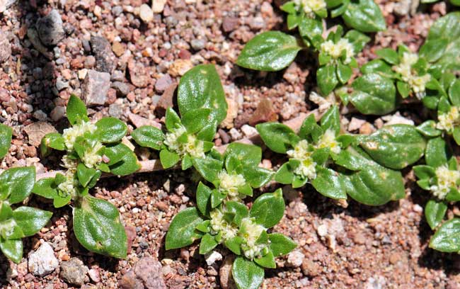 Guilleminea densa, Small Matweed, Southwest Desert Flora